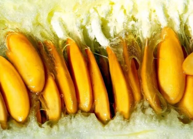 Semi di melone