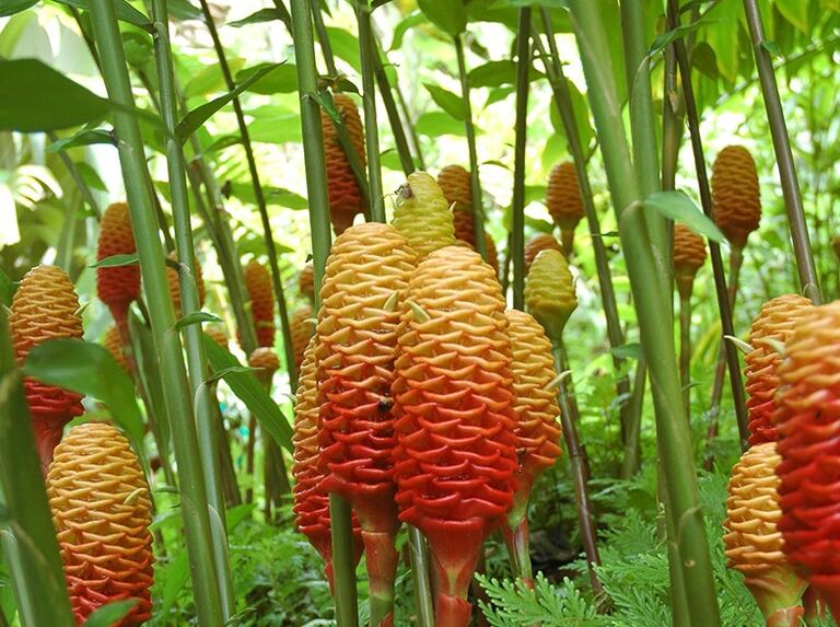Questo è l'aspetto dello zenzero in condizioni naturali