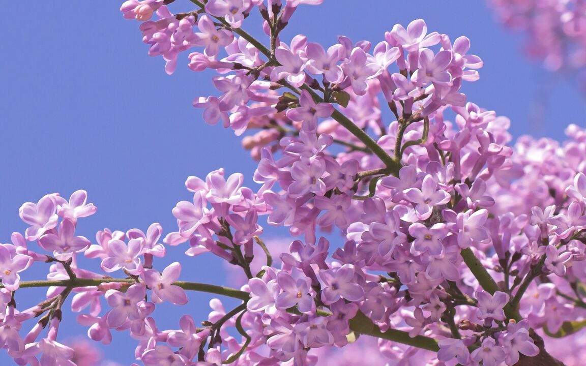 lilla per aumentare la potenza