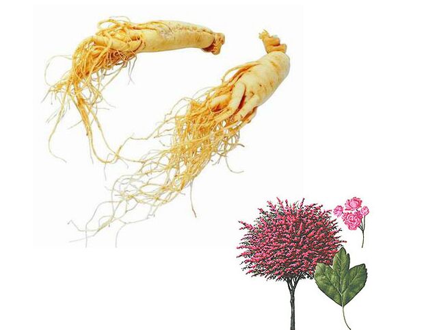 ginseng e biancospino per aumentare la potenza